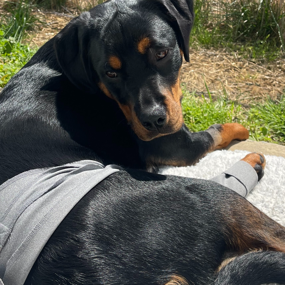 Help Mia Walk Again: Support Her Surgery