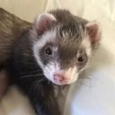 Profile photo of Miles Paulk