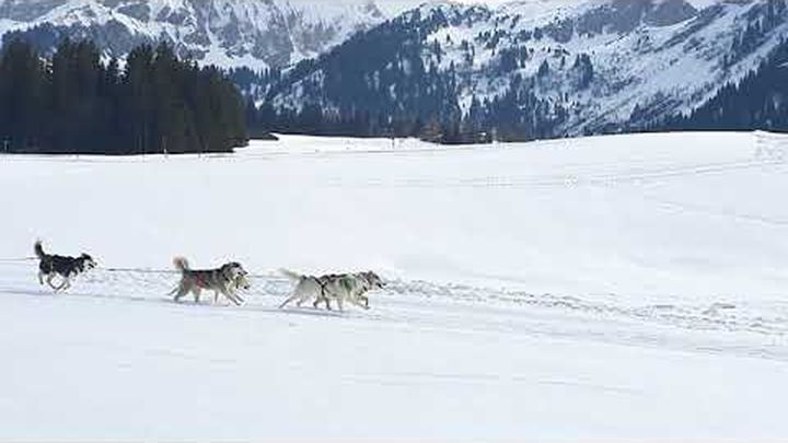 Miniature de vidéo Un coup de patte pour SOS Chiens Polaires, 1 sur 3