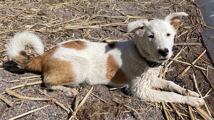 Help my get an x-ray for my rescue dog Freja ♥️ campaign photo, 1 of 2