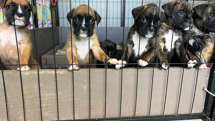 Paws for Hope — Help Our Boxer Puppies Thrive! campaign photo, 1 of 3