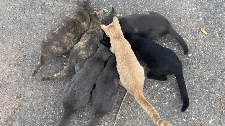 Help Transition Stray Cats to Loving Homes campaign photo, 1 of 6