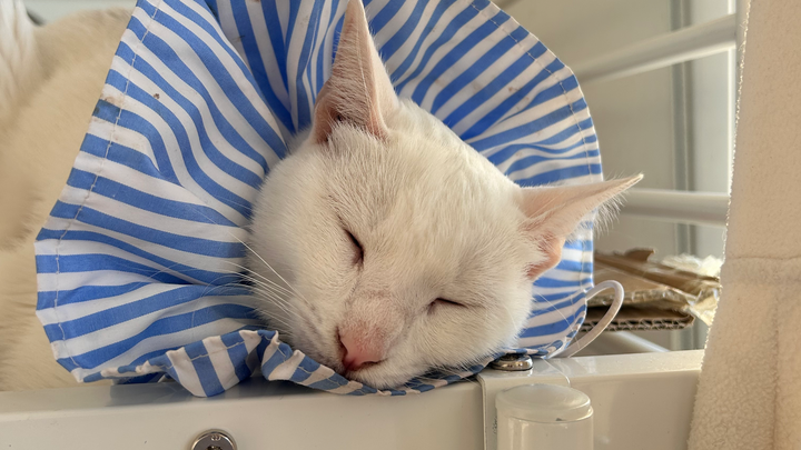 Snowy, 1 año, necesita tratamiento urgente para sobrevivir campaign photo, 1 of 7
