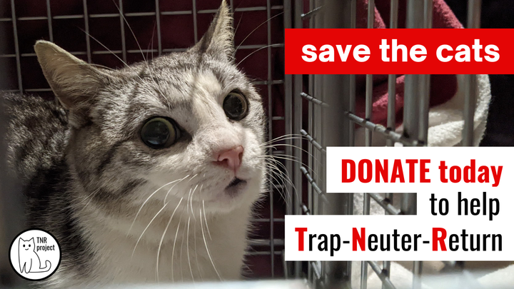 Fundraiser by Naomi Sampol : You can save the cats. Donate to TNR and ...