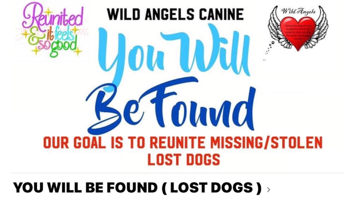 Reuniting Lost Furbabies with Love campaign photo, 1 of 8