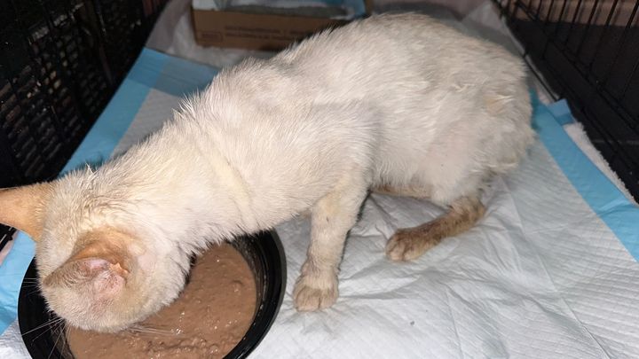 Support Whitey's Journey to Recovery campaign photo, 1 of 3
