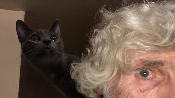 Help Metro Cat Rescue help kittens and cats in need! campaign photo, 1 of 4
