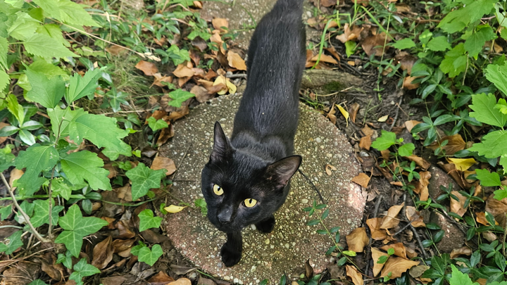 Donate to help save our Cat, Jiji's life! campaign photo, 1 of 5