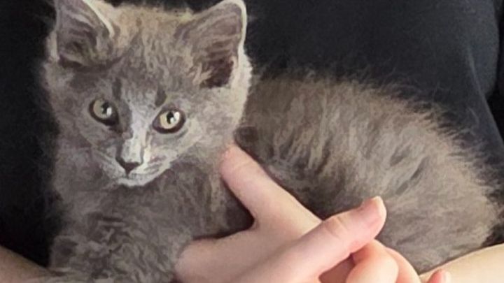 Help Ambrose the Kitten Heal and Find a Home campaign photo, 1 of 7