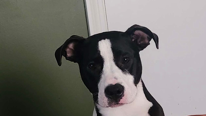 Fund Artemis's Life-Changing Surgery campaign photo, 1 of 8