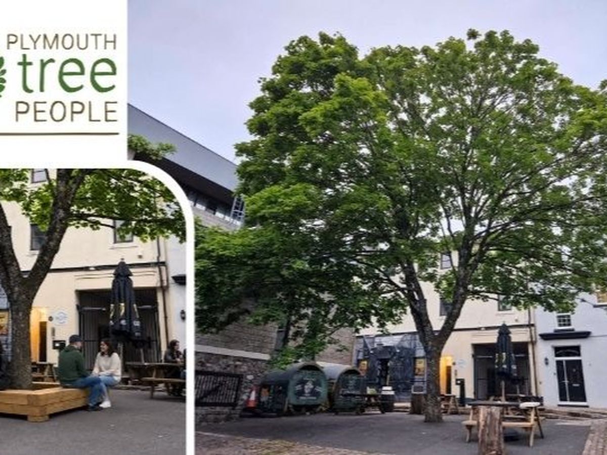 Let's Help the Maple in the Square campaign photo, 1 of 3