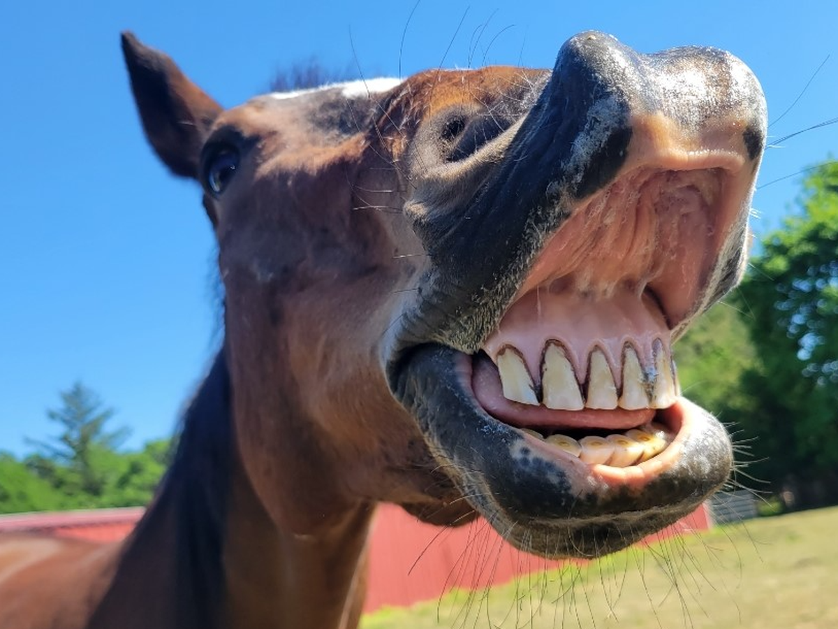 Farrier Care for Our Horses campaign photo, 1 of 4