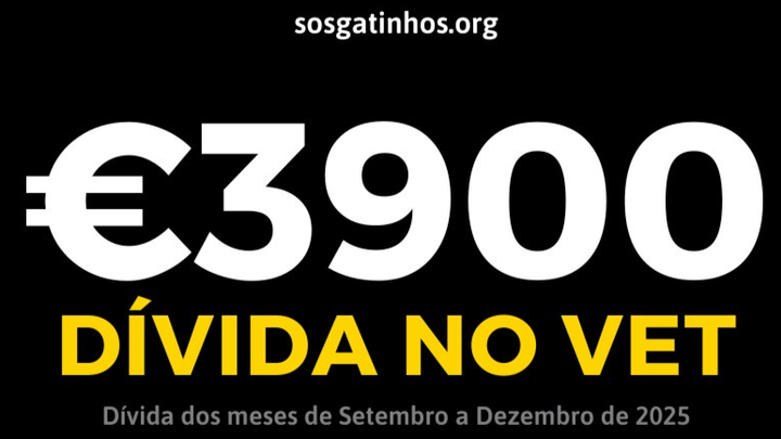 SOS Gatinhos - Setúbal: Ajuda com dívidas veterinárias campaign photo, 1 of 8