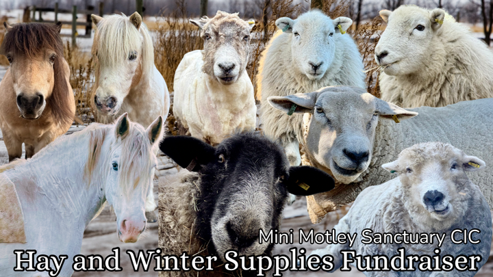 Sanctuary Winter Survival campaign photo, 1 of 3