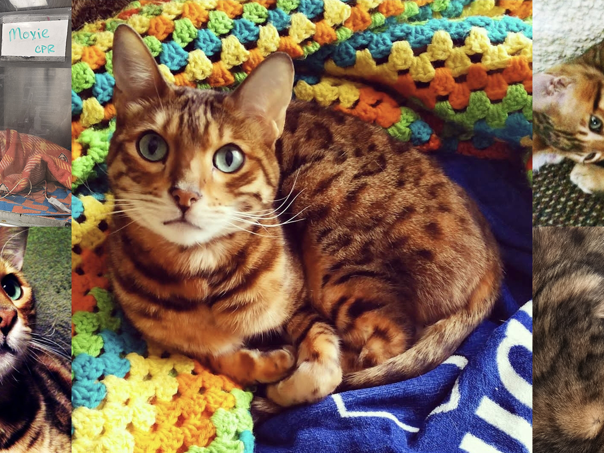 Fundraiser by Jamie Loughran : Help Jamie Recoup Moxie's