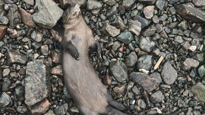 Protect Arequipa - Perú, Marine Otters campaign photo, 1 of 7