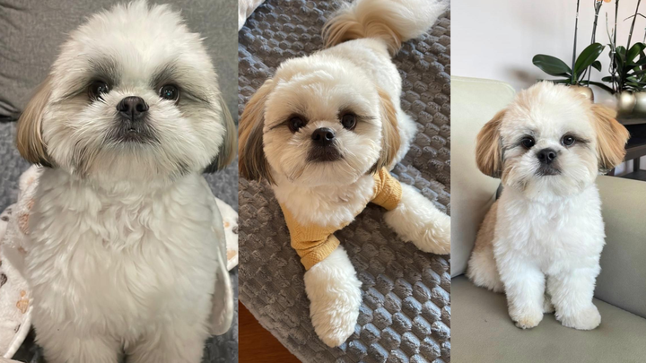 Help Sarah Bring Milo Home to the USA campaign photo, 1 of 4