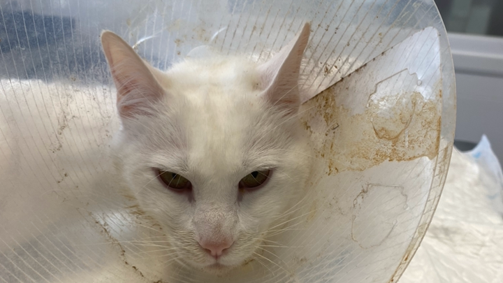 Mi gato está enfermo y no puedo pagar el veterinario campaign photo, 1 of 4