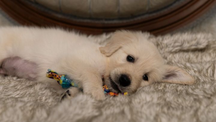 Help Navy Vet Save Companion Puppy campaign photo, 1 of 2