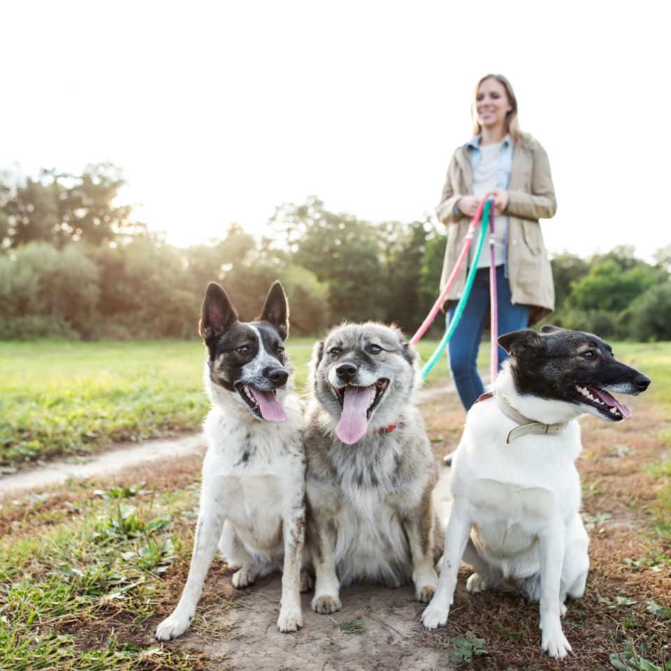 Support Milo's Sanctuary's Vital Work