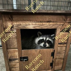 Raccoon Ranch