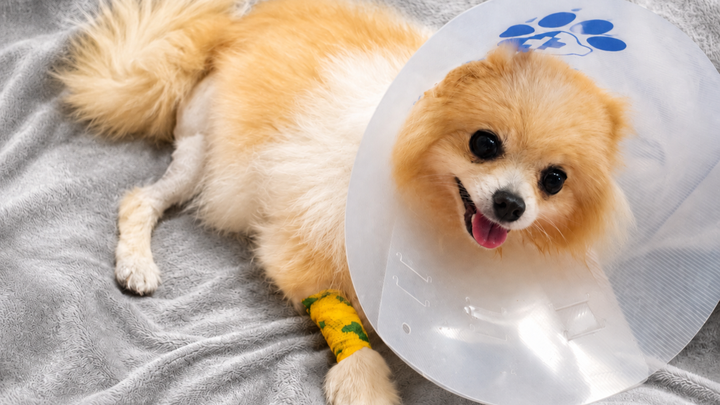 Help Ray and Rocco With Surgery campaign photo, 1 of 8