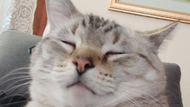 Fueling Care for My Cat and Myself campaign photo, 1 of 4