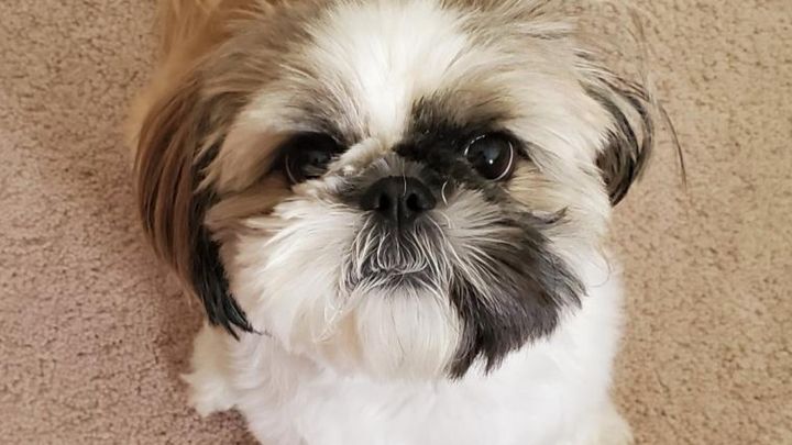 Save our Little Girl - Harper our Shih tzu campaign photo, 1 of 2