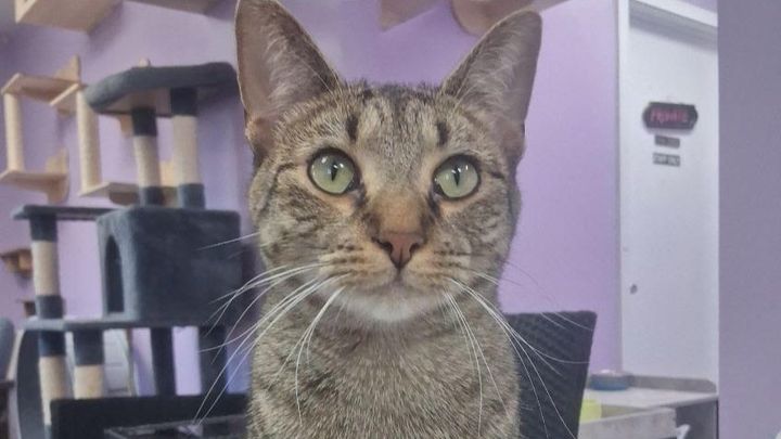 Help Keep Cozy Cats Shelter Safe & Supported! campaign photo, 1 of 3