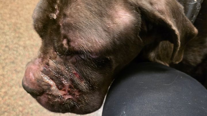 Help Save Royal: Emergency Medical Care campaign photo, 1 of 8