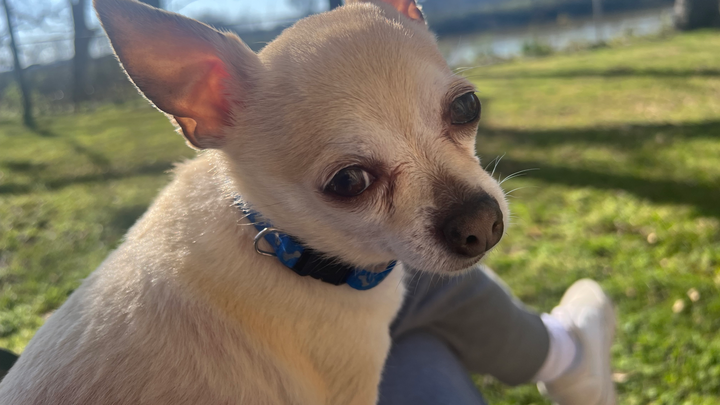 Help Buck Get the Medical Care He Needs campaign photo, 1 of 8