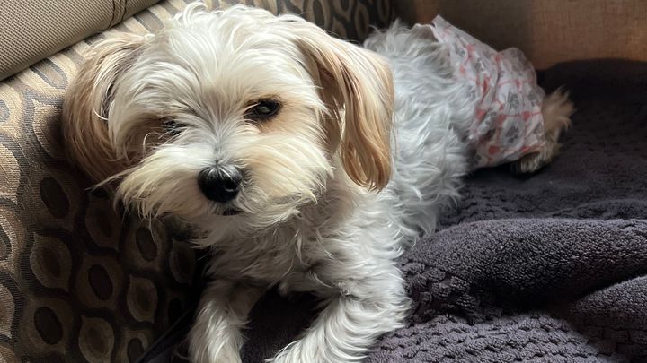 Help Lucifer Recover from Emergency Illness campaign photo, 1 of 8