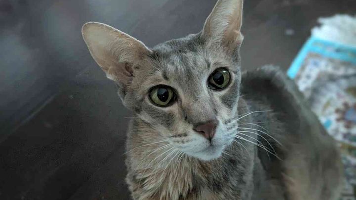 Emergency Vet Funds for Karla’s Cat Harriet campaign photo, 1 of 6
