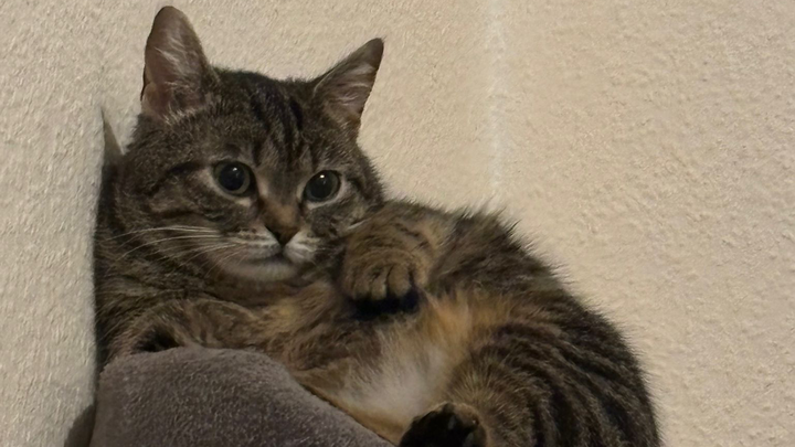 Peaches soll endlich schmerzfrei toben können campaign photo, 1 of 8