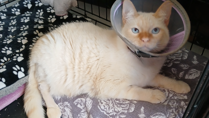 Please help me with the Veterinary bill campaign photo, 1 of 4