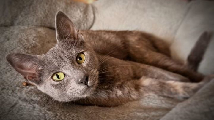 Repair and Safety for Queen City Cat Lounge campaign photo, 1 of 3