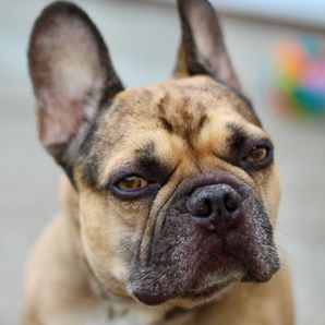 Norfolk and Suffolk Animal Trust