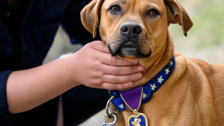 Operation Second Chance: Training A Rescue to Serve a Hero!! campaign photo, 1 of 3