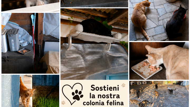 AIUTA LA NOSTRA COLONIA FELINA – ESTATE 2026 campaign photo, 1 of 5