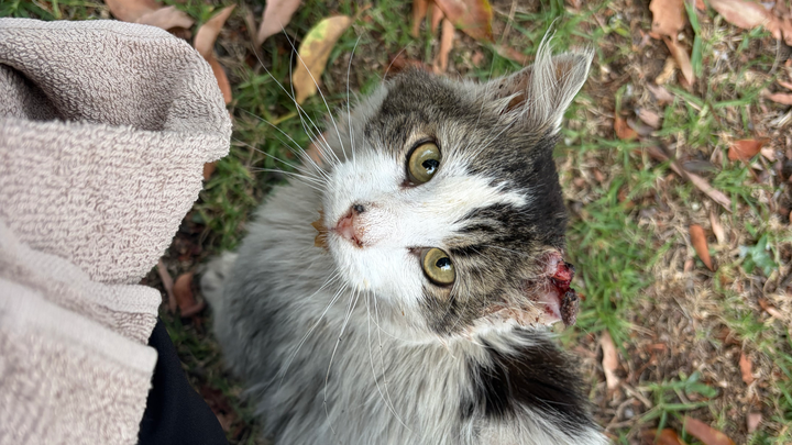 Help me save this sweet kitty campaign photo, 1 of 8