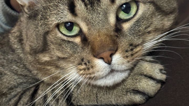 Foto van campagne Help my friends and their cat get home together, 1 van 3