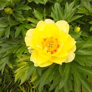 Monica Herrera-Zuniga