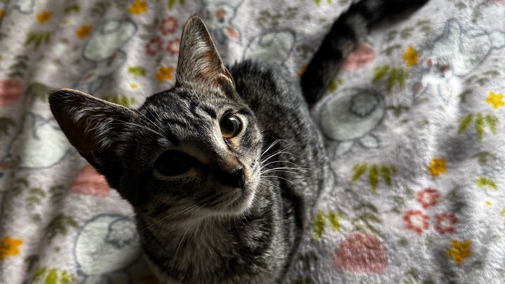 Help Tiger Beat FIP and Recover campaign photo, 1 of 8