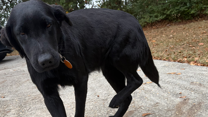 Give Lucy a Second Chance at a Happy Life campaign photo, 1 of 5