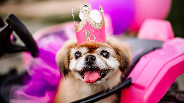 Lilly's 16th Birthday, Support Color Country Animal Welfare campaign photo, 1 of 3