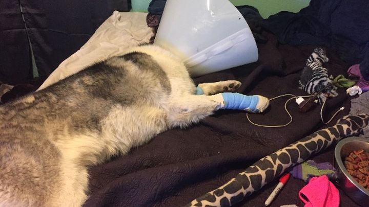 Main fundraiser photo