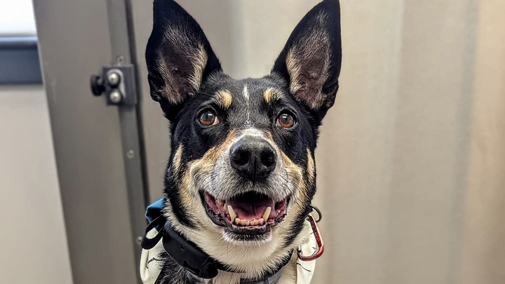 Help Eloise have the happiest and healthiest senior years! campaign photo, 1 of 8