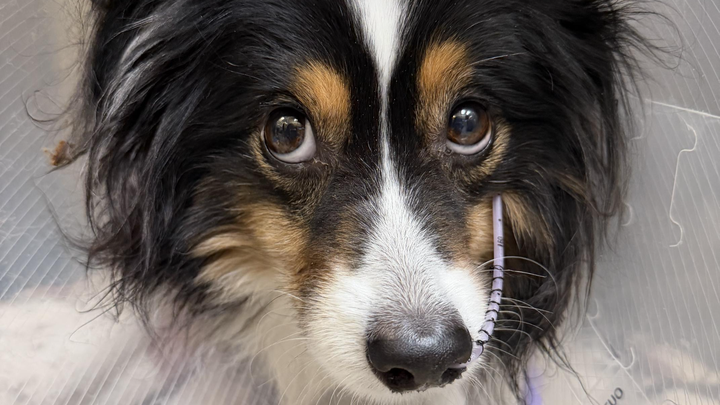 Dexter's Surgery and Recovery Fund campaign photo, 1 of 4