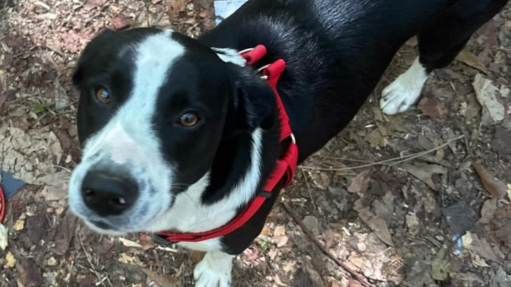 Panda needs emergency surgery campaign photo, 1 of 6