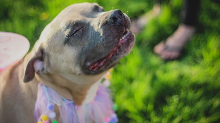 Main fundraiser photo